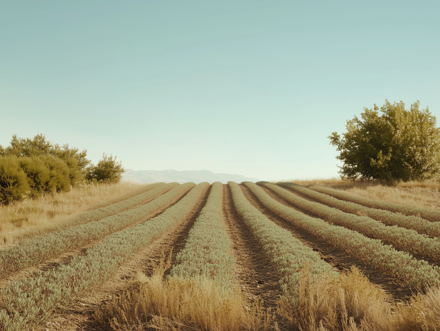 Oregano from Greece - 25g
