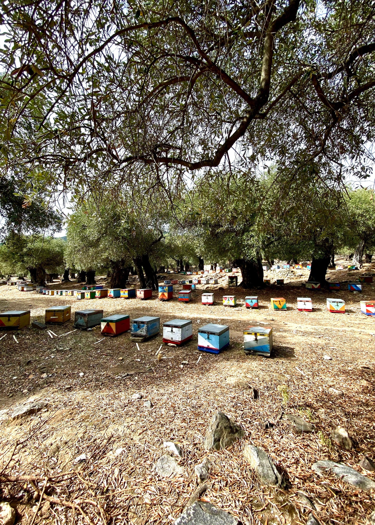 Pine Tree Honey - 400g