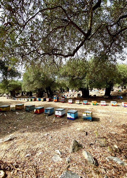 Pine Tree Honey - 400g