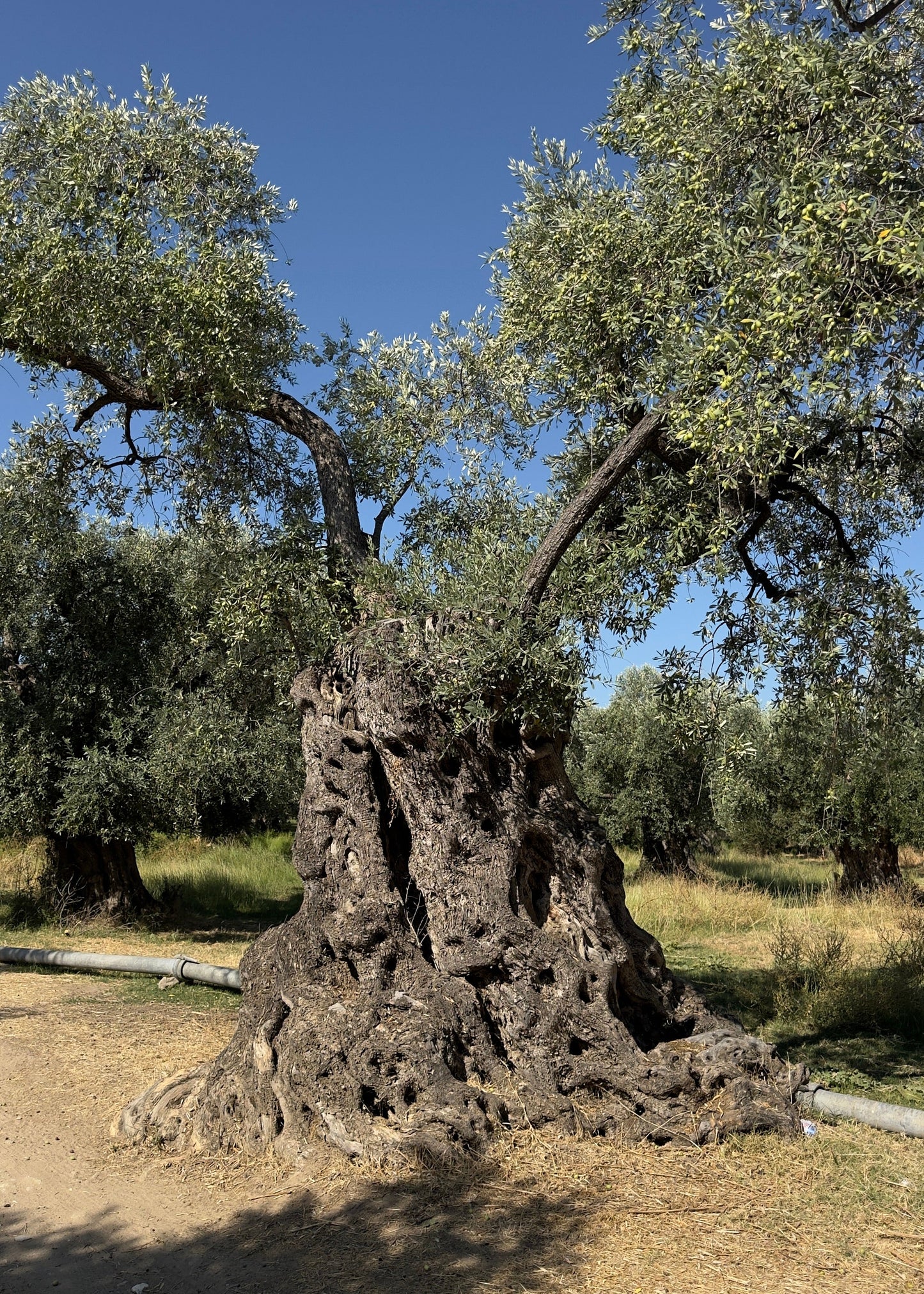 Extra Virgin Olive Oil – 250ml