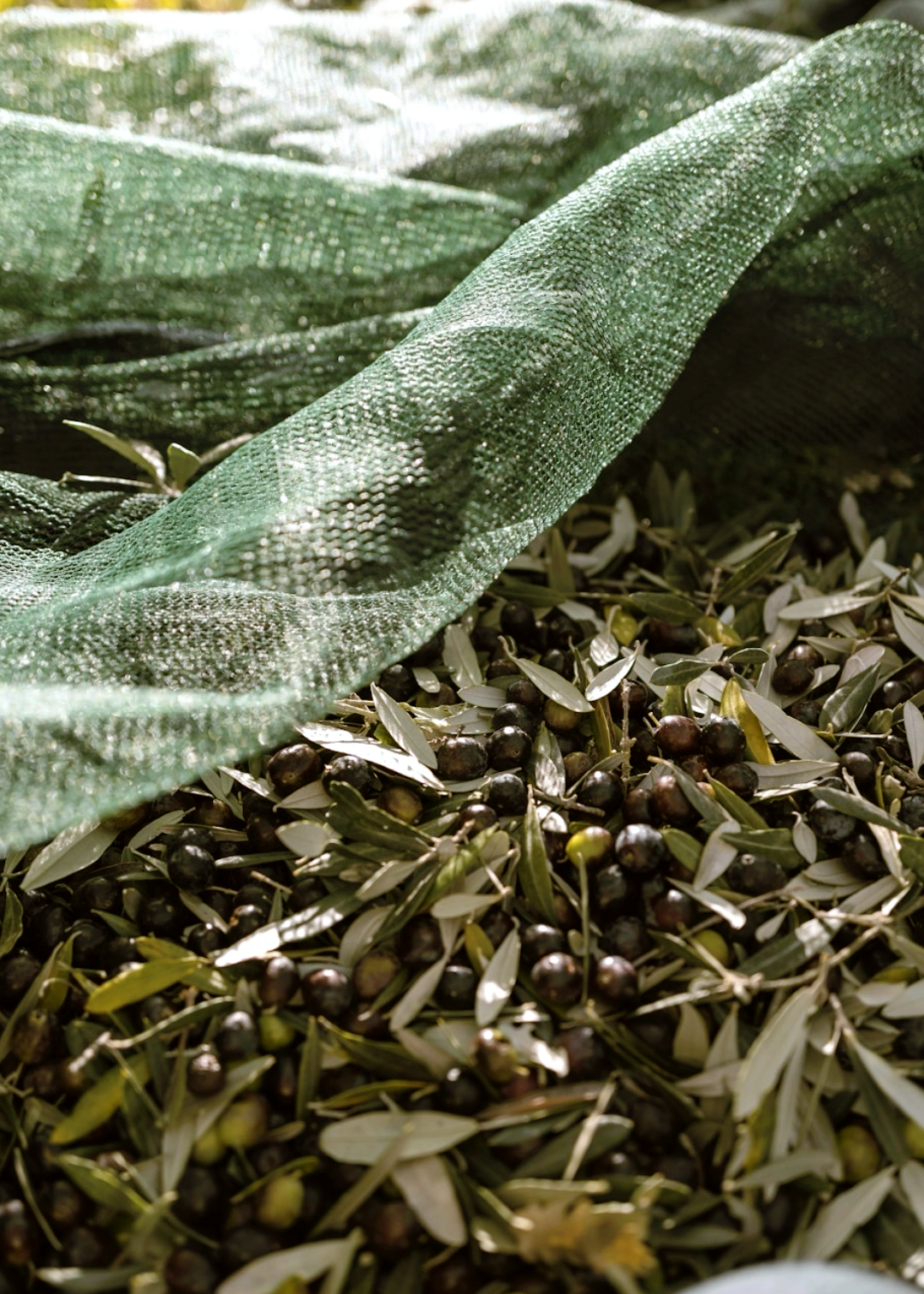 Extra Virgin Olive Oil – 250ml