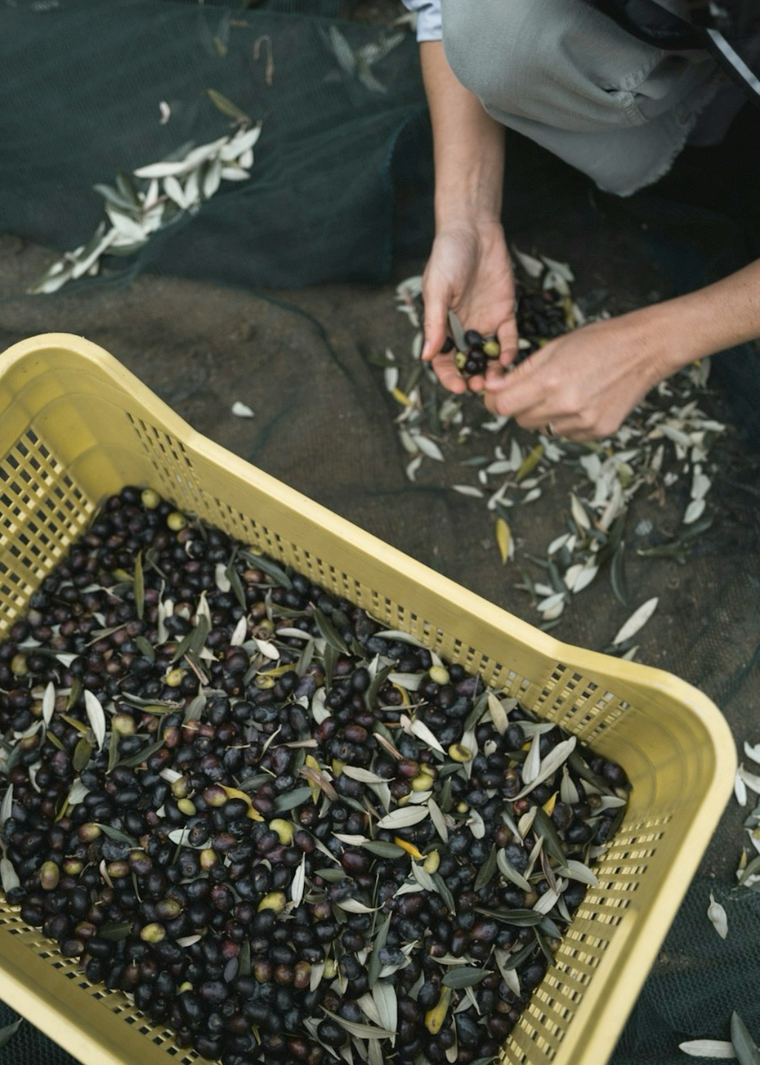 Extra Virgin Olive Oil – 250ml